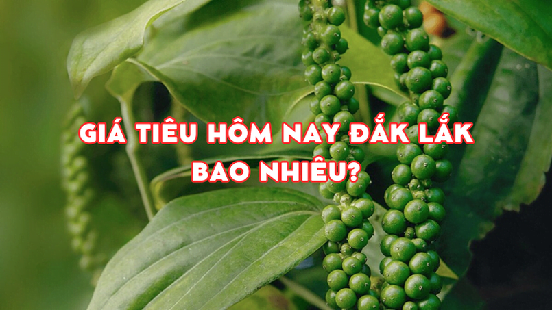 Giá tiêu hôm nay Đắk Lắk