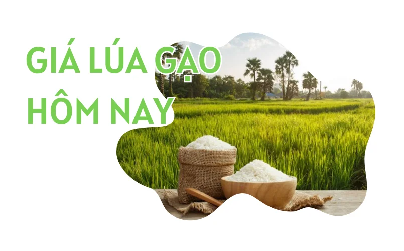 Giá lúa gạo hôm nay